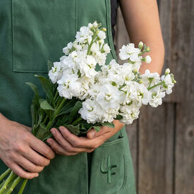 White Quartet, Stock Seeds